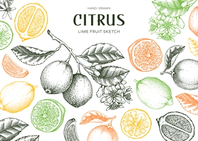 Lime fruit frame. Exotic plants design template. Citrus fruit sketches in color. Summer background. Hand drawn vector illustration. NOT AI generated